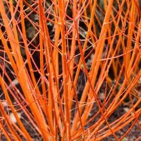 Dogwood, Midwinter Fire (Red/Orange)